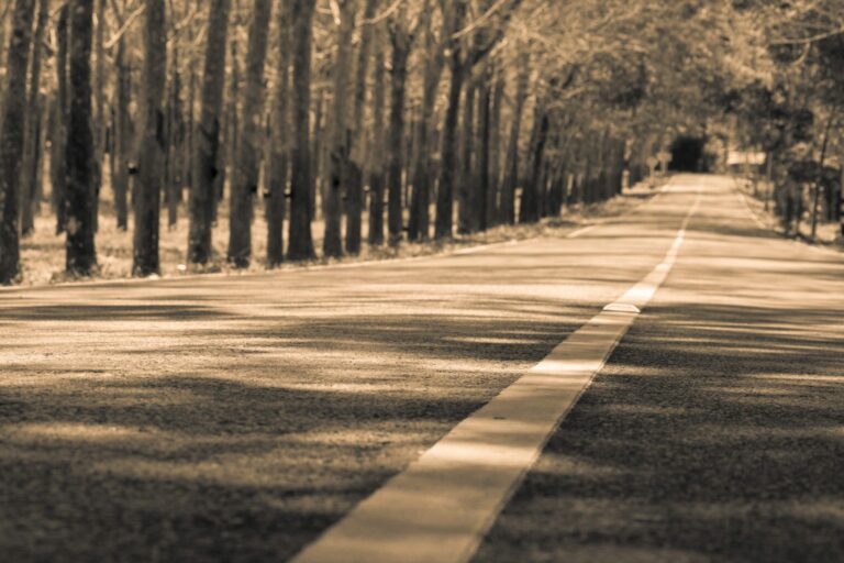 Sepia tone lonely road, center line and bright future.  Dreamy landscape with row of trees and close to pavement looking up.  Tunnel road and great scenery with copy space.